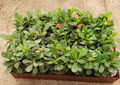4"  Euphorbia Crown of Thorns Assortment